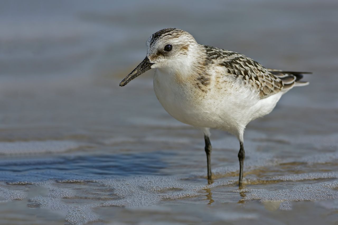 Piovanello tridattilo (Calidris alba)